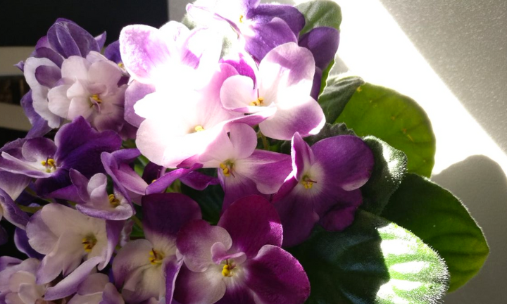 why do my african violets keep dying?