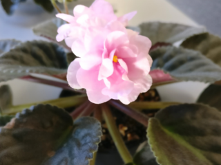 What Direction Should African Violets Face? Best Care Tips