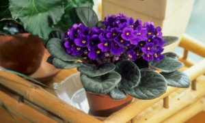 Are Terracotta Pots Good for African Violets? Find Out Now