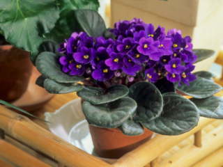 Are Terracotta Pots Good for African Violets? Find Out Now