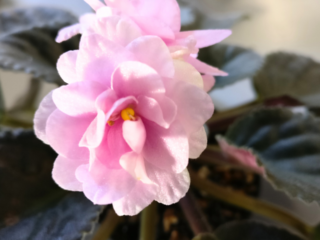 Can African Violets Grow Under LED Lights? Find Out Now