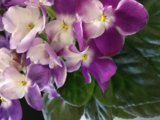 Are African Violets Good for Air Quality? Discover the Benefits!