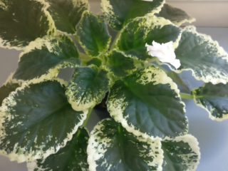 How to Care for African Violets in Winter: Tips & Tricks