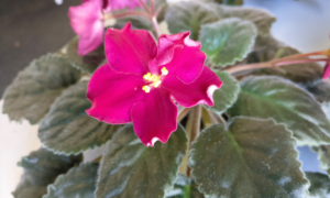 Are African Violets Toxic to Humans? Safety Tips & Facts