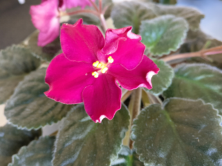 Are African Violets Toxic to Humans? Safety Tips & Facts