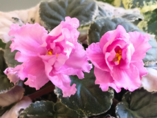 What is the Best Time to Buy African Violets? A Guide