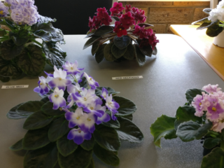 Where Can I Buy African Violets? Exploring Your Options